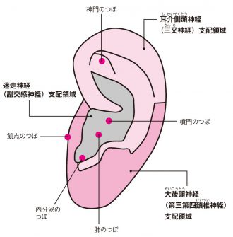 耳つぼの位置と、神経が支配する領域