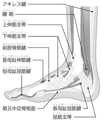 骨と骨、骨と腱をつなぐ「足のじん帯と腱」